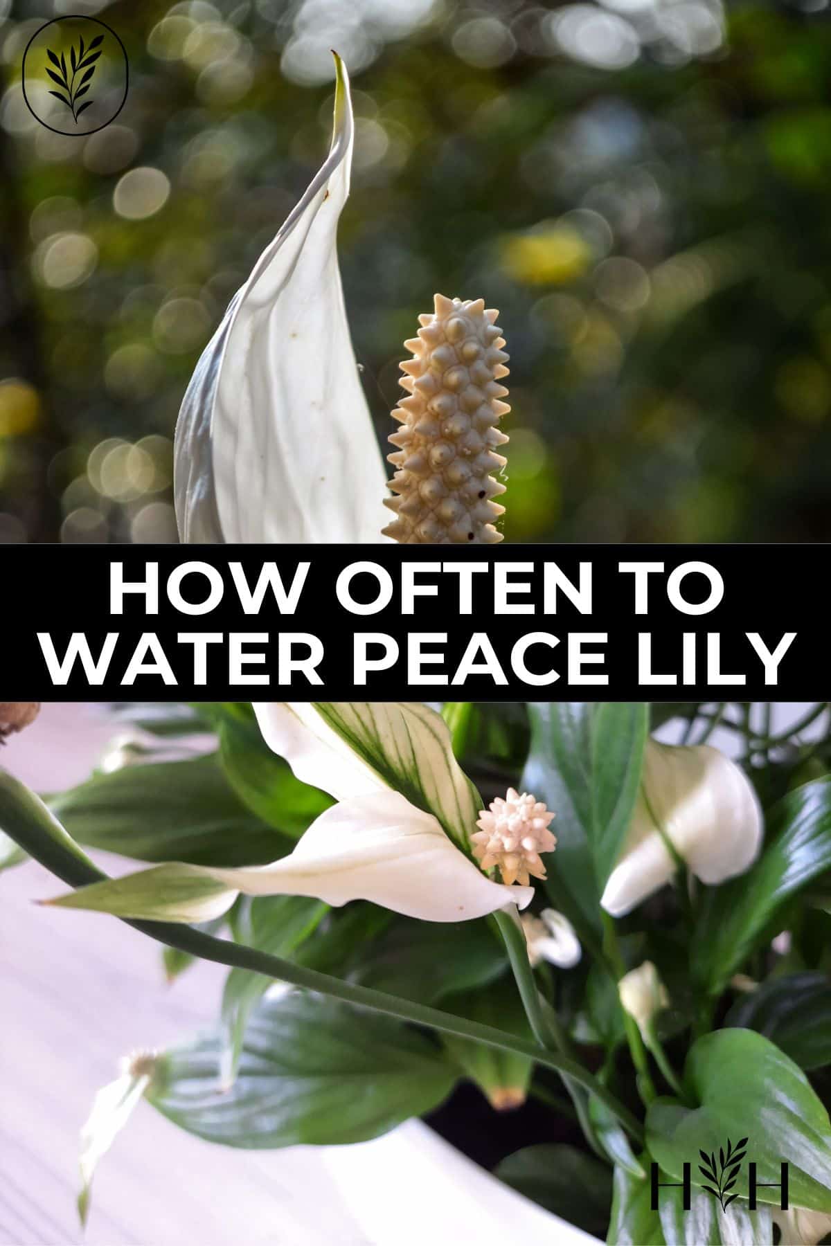 How often to water peace lily via @home4theharvest