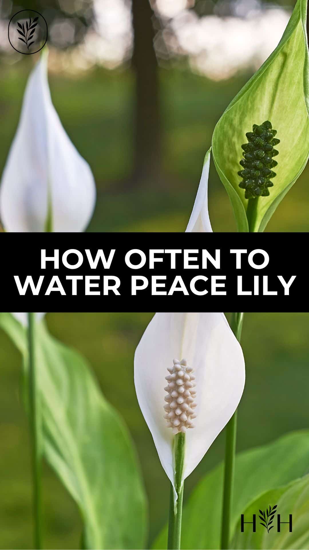 How often to water peace lily via @home4theharvest