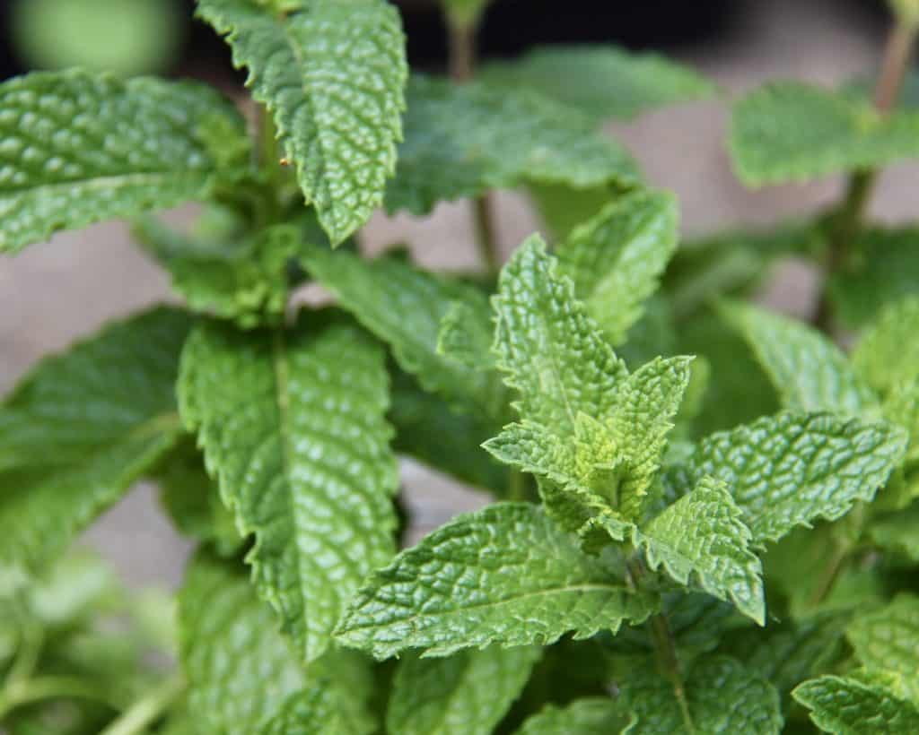 Mint - herbs that grow in shade