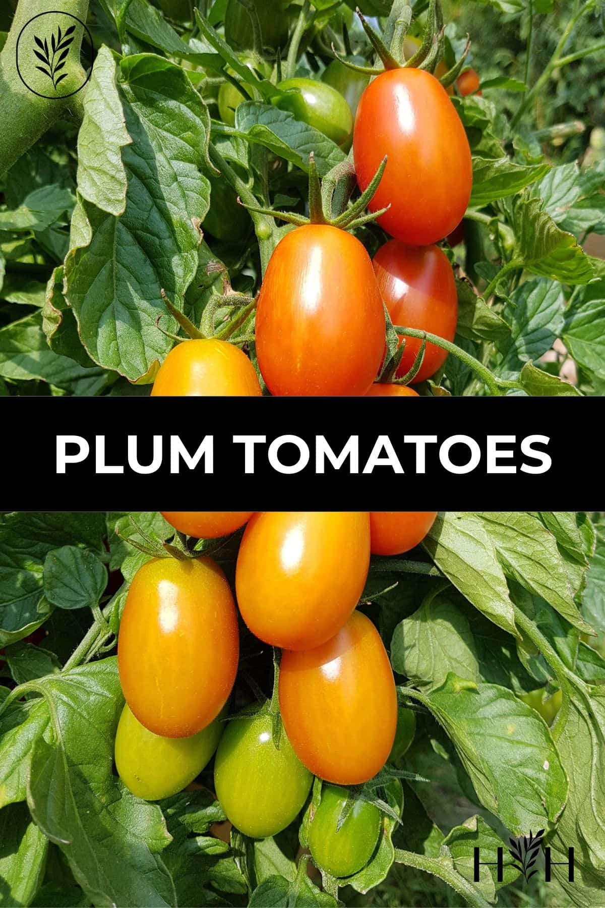 Plum tomatoes via @home4theharvest