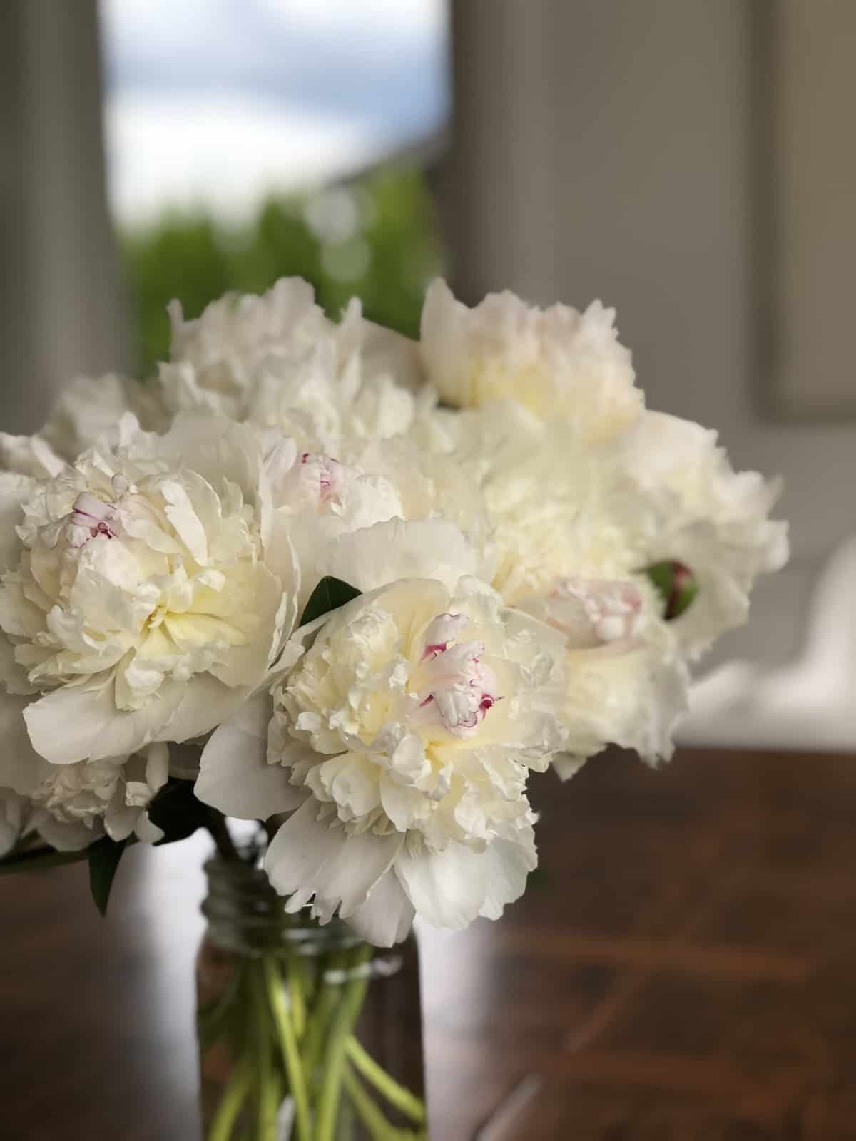 Fresh white peony blooms in glass jar on wood table - festiva maxima peonies