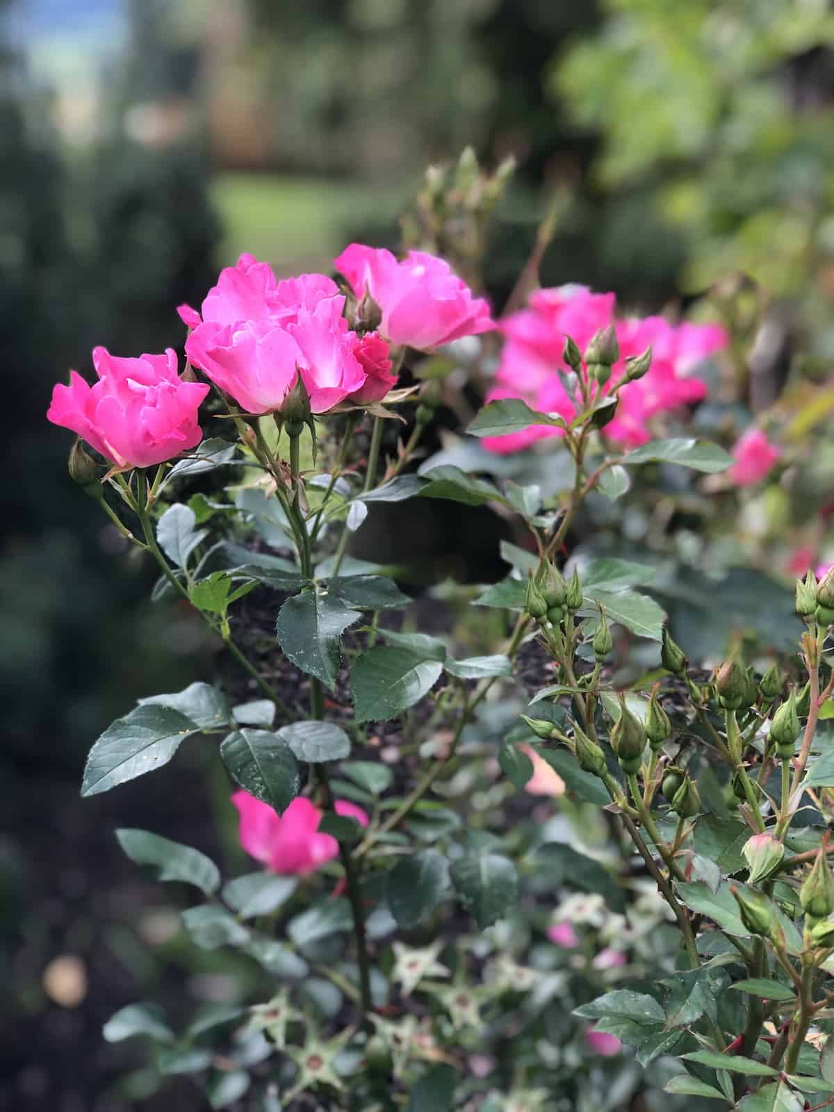 Repeat blooming pink roses on shrub