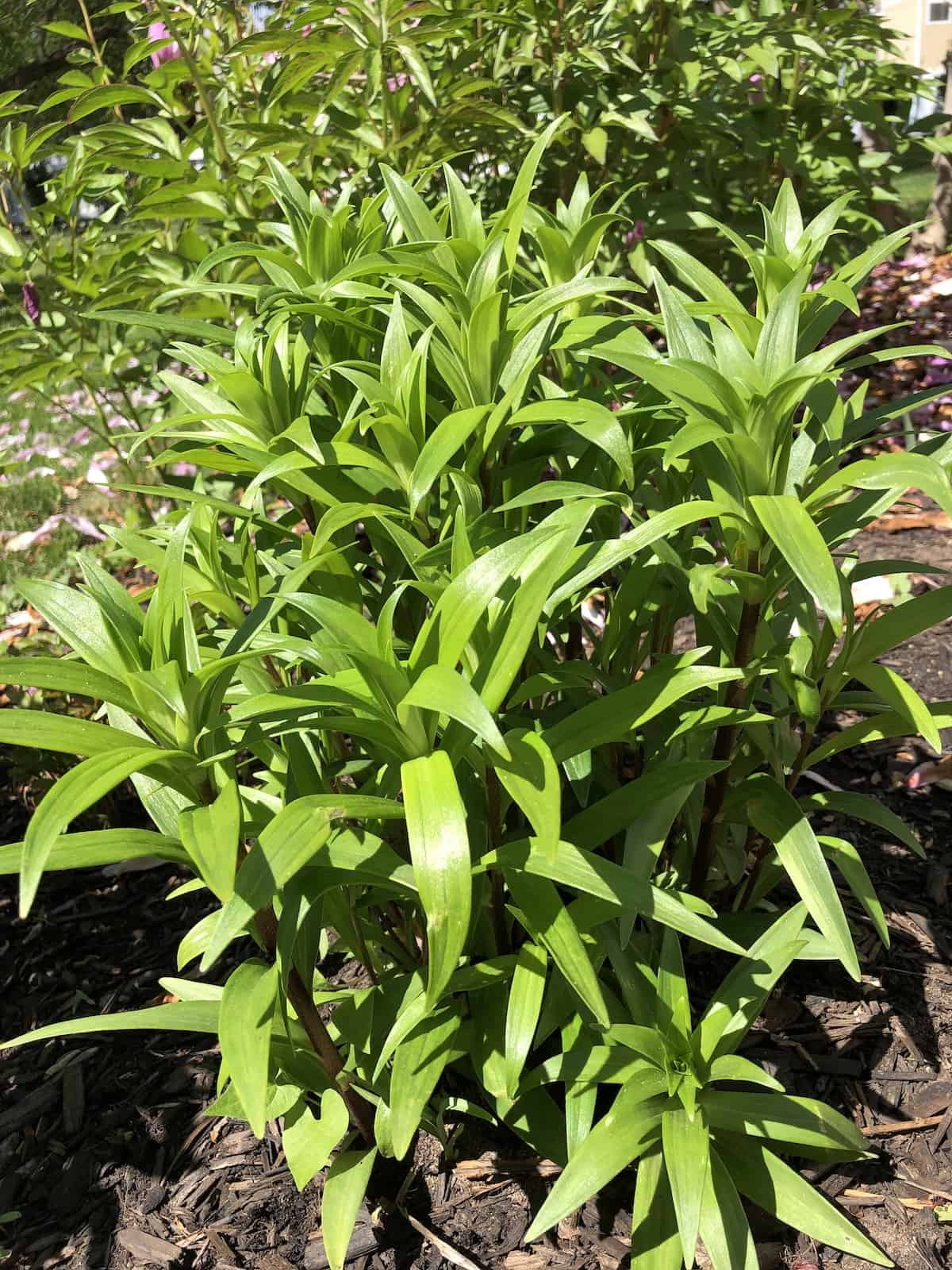 Asiatic lily foliage in may before blooming