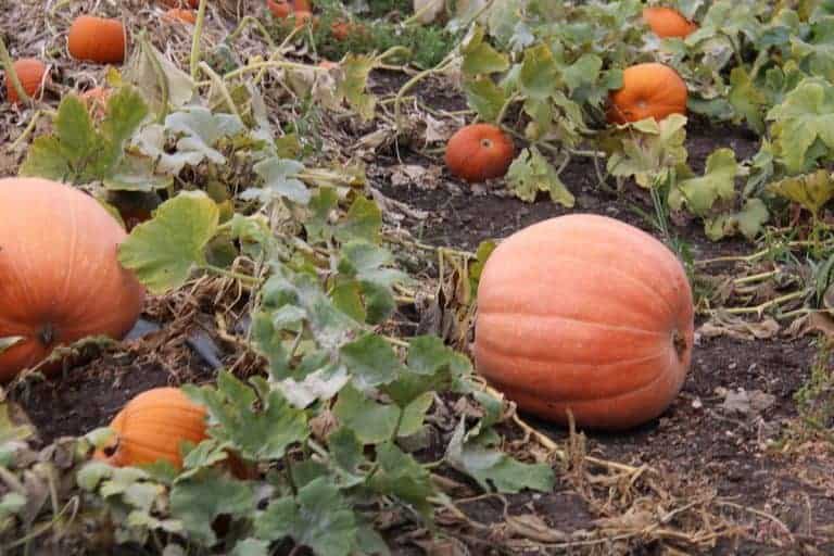 When to plant pumpkins for Halloween 🎃 👻 Timing is everything for