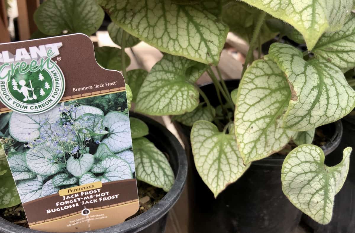 Brunnera forget-me-not jack frost at nursery