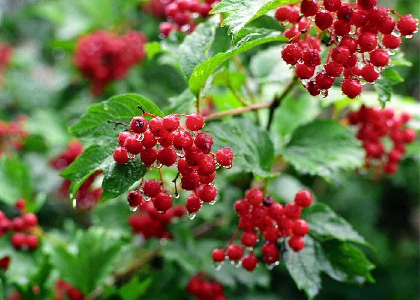 Cranberry bush - best companion plants for blueberries