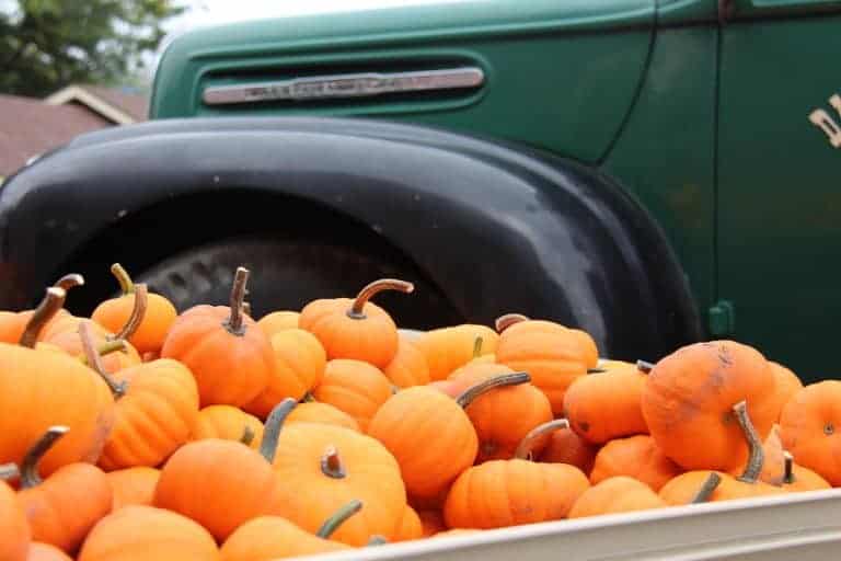 When To Plant Pumpkins For Halloween Timing Is Everything For when to plant pumpkins for halloween timing is everything for