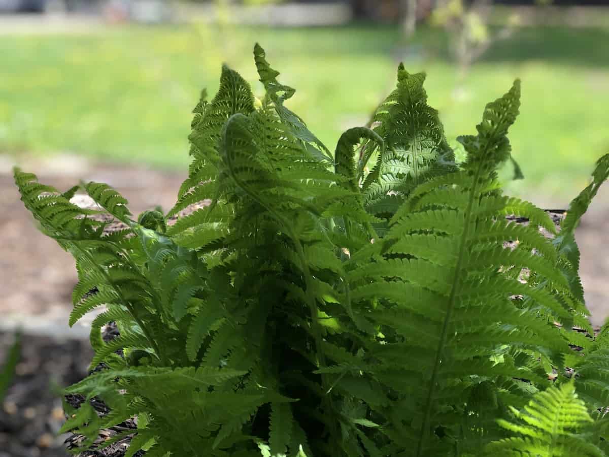 Fern in the shade of an evergreen tree in woodland blueberry garden