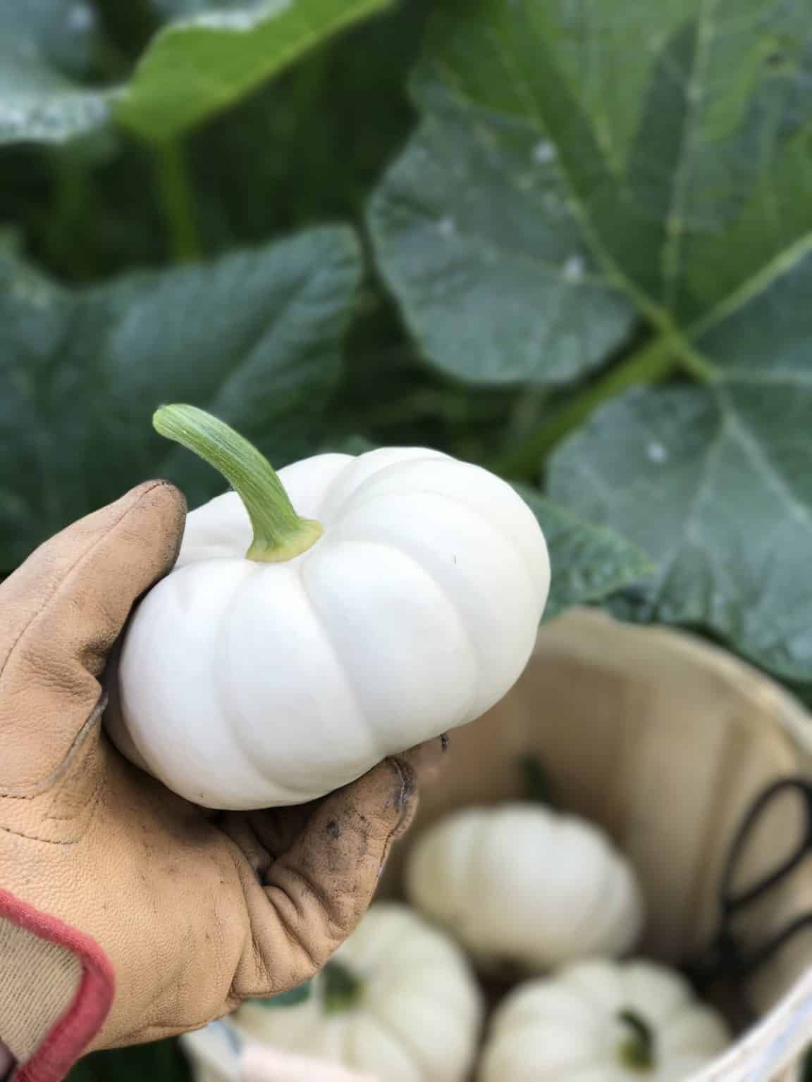 When to plant pumpkins for Halloween 🎃 👻 Timing is everything for spooky celebrations
