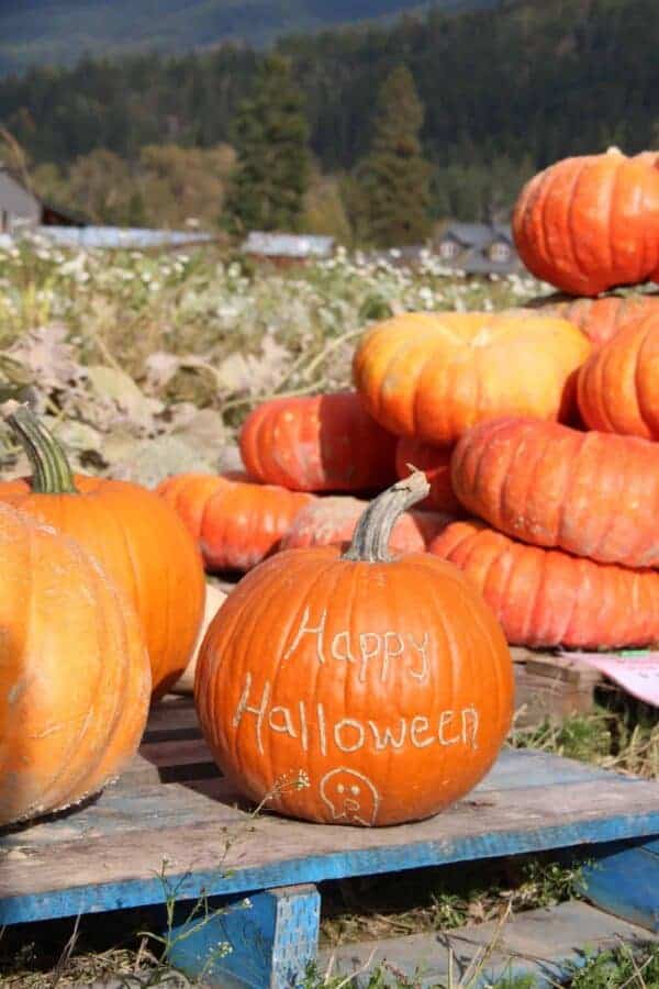 When to plant pumpkins for Halloween 🎃 👻 Timing is everything for