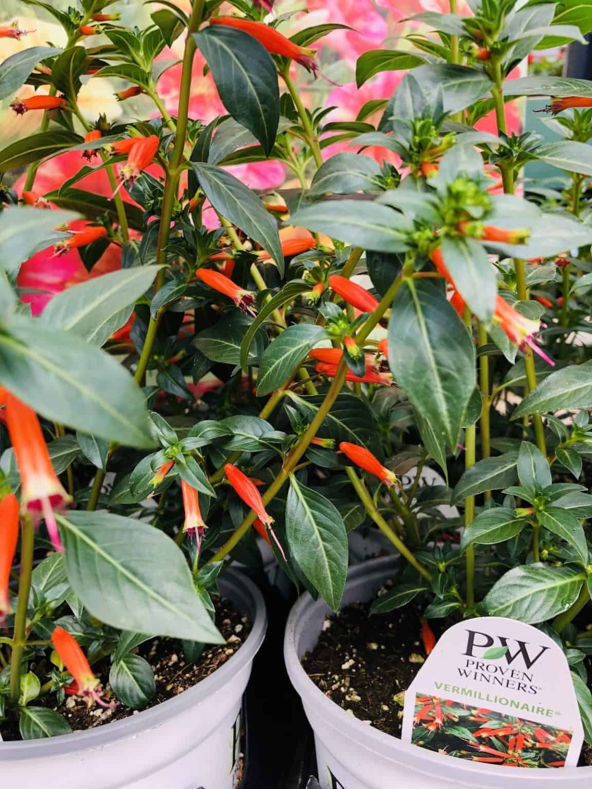 101+ hummingbird flowers 🌸🦩 Attract these aerial acrobats with vibrant