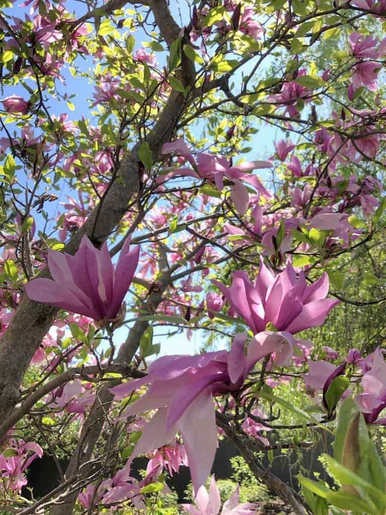 Hybrid pink magnolia blossoms