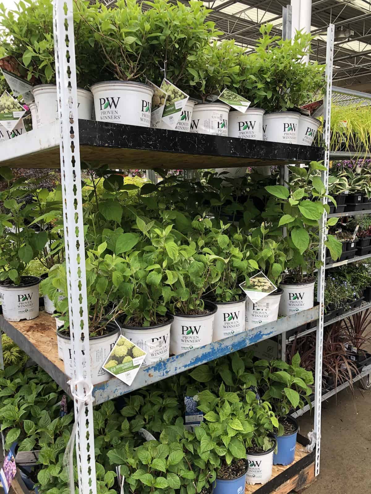 Hydrangeas for sale in shrub section of home depot garden center