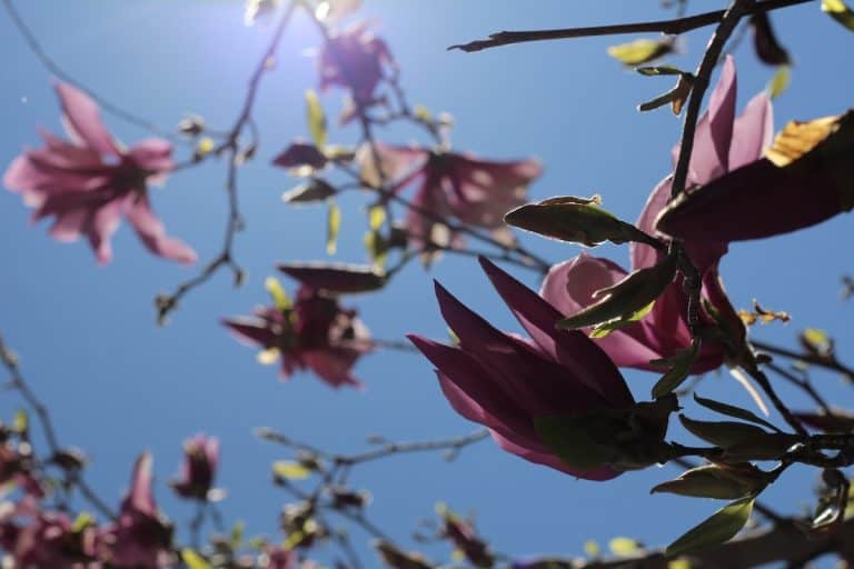 Magnolia blossoms and blue sky in spring