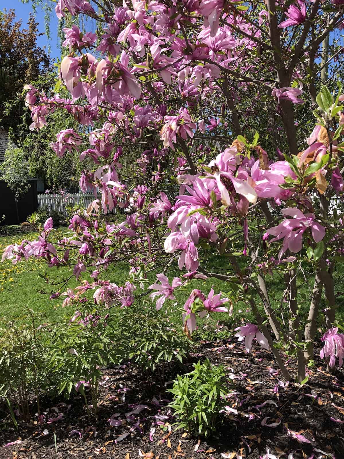 Betty magnolia care and tips 🌸 🌱 Learn how to make your garden shine