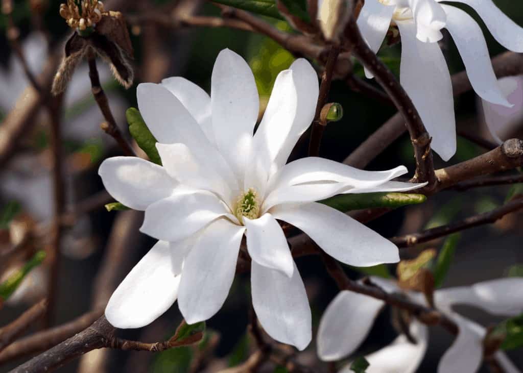 Star magnolia (magnolia stellata)