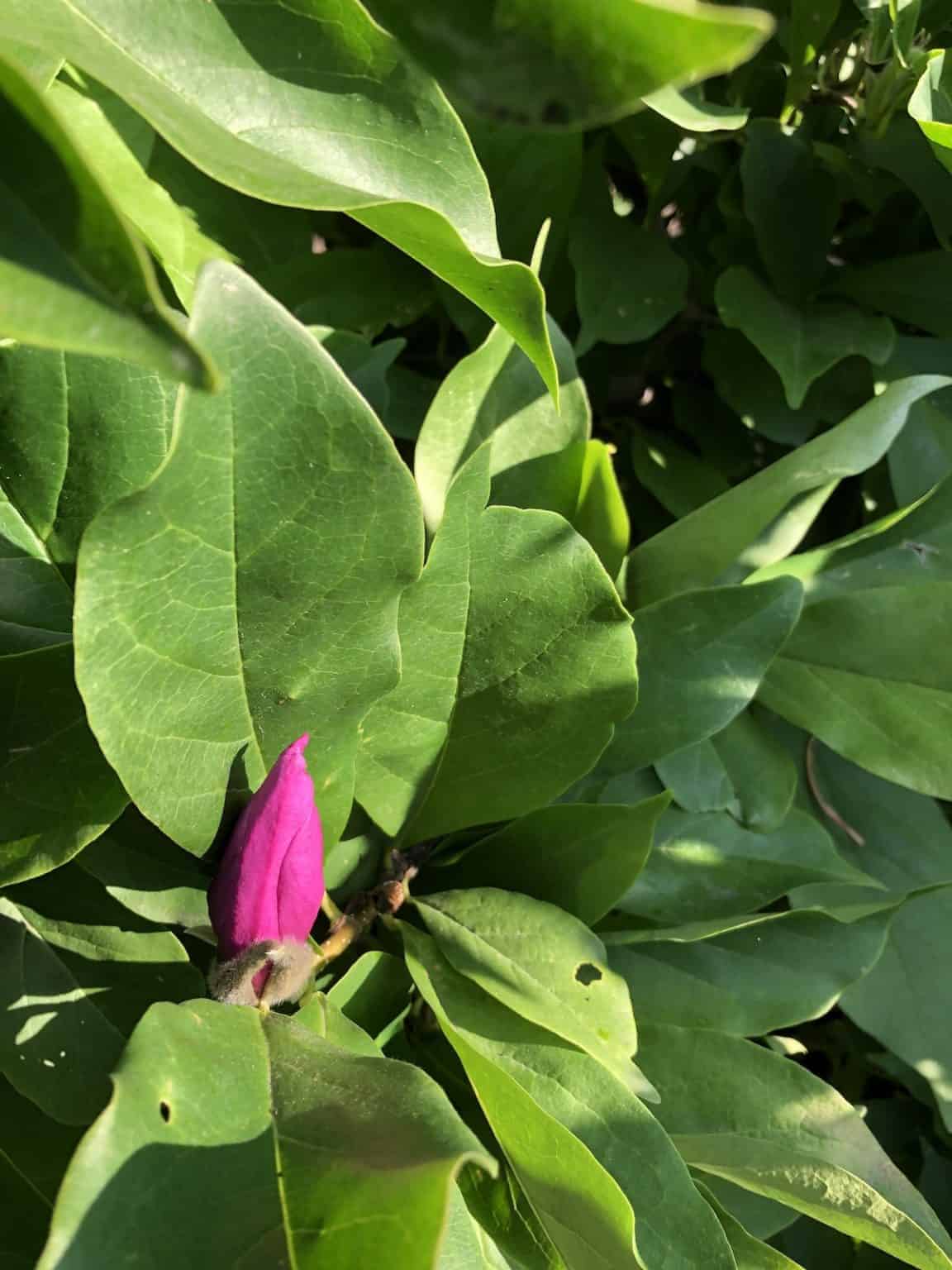 Betty magnolia care and tips 🌸 🌱 Learn how to make your garden shine