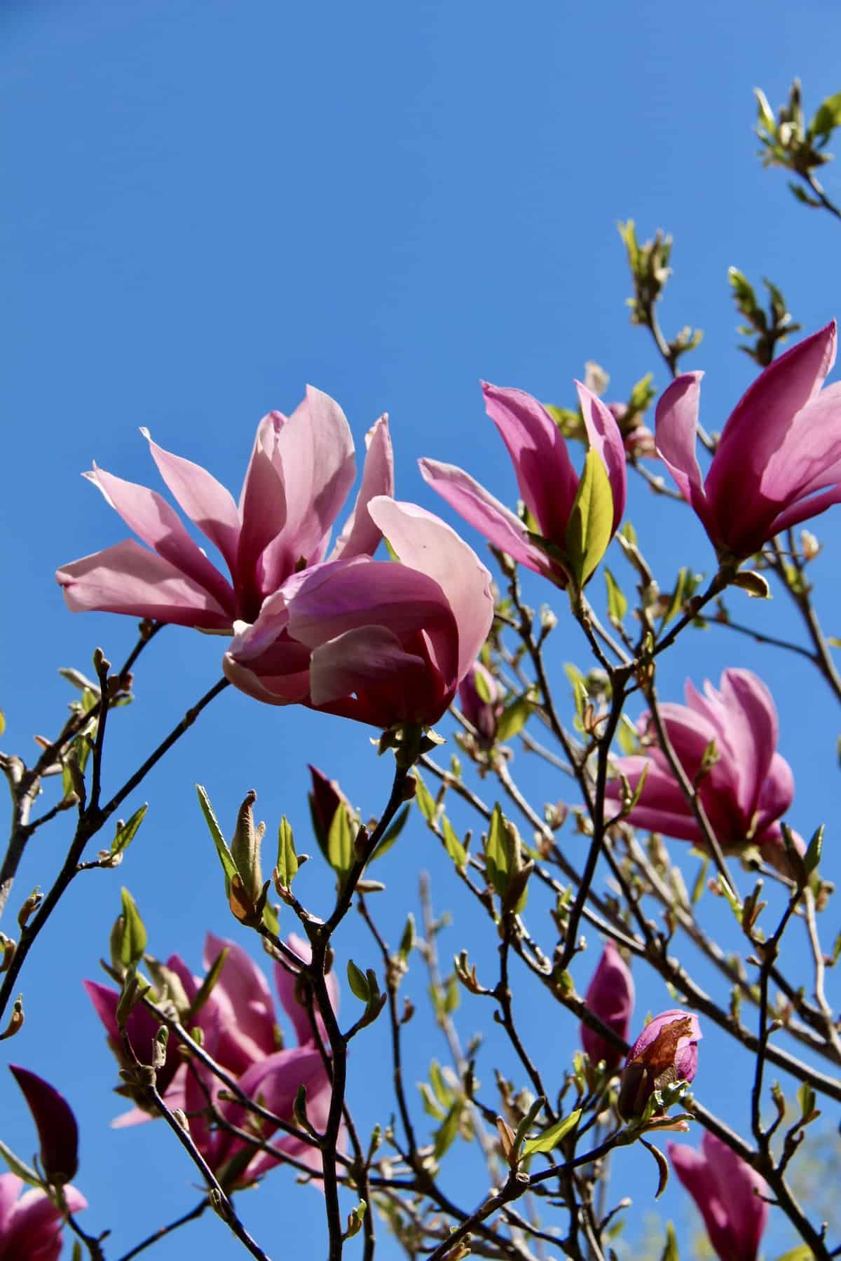 Pink magnolia blossoms in spring
