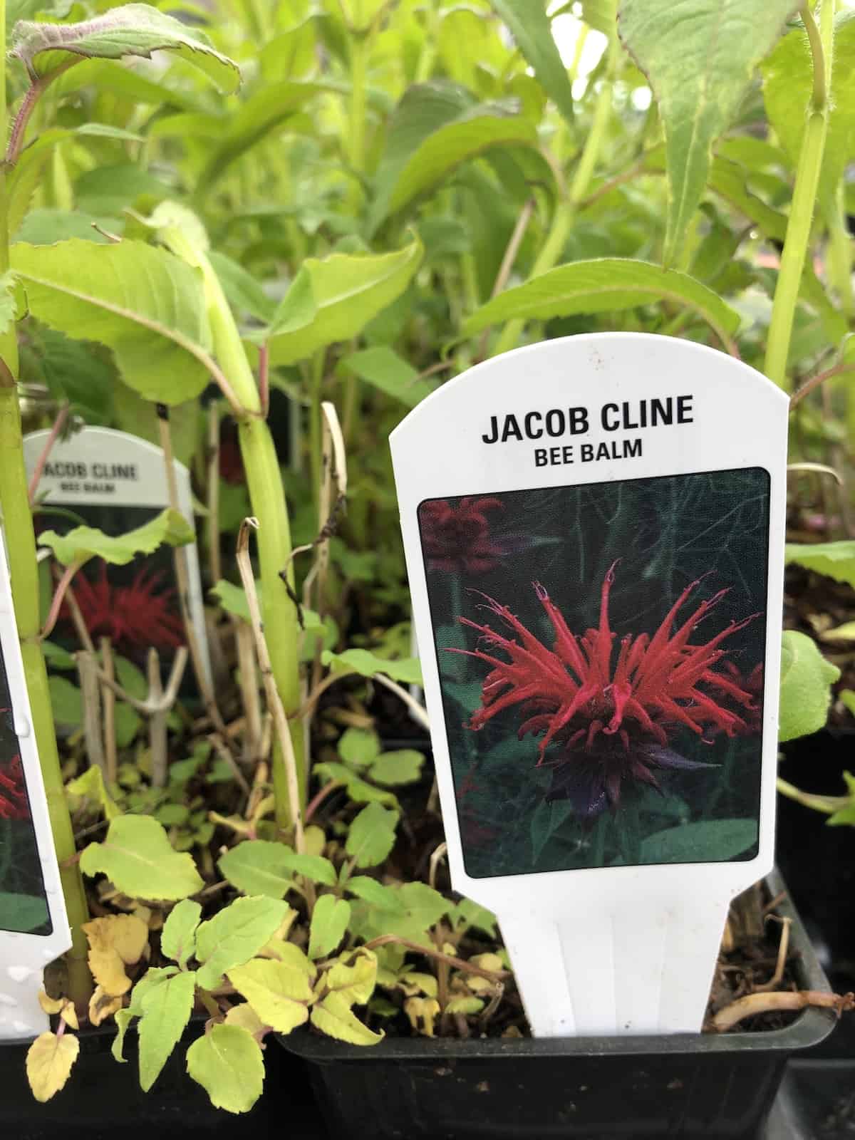 Red bee balm for hummingbirds - jacob cline