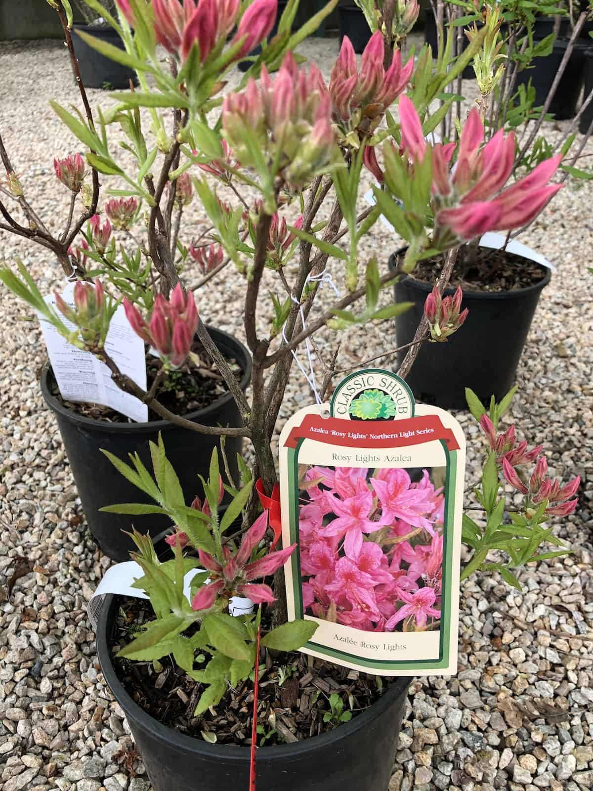 Rosy lights azelea for sale at nursery with pink flowers