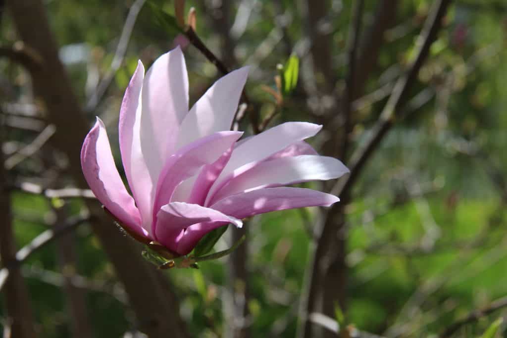 Soft pink blossom - betty hybrid magnolia tree