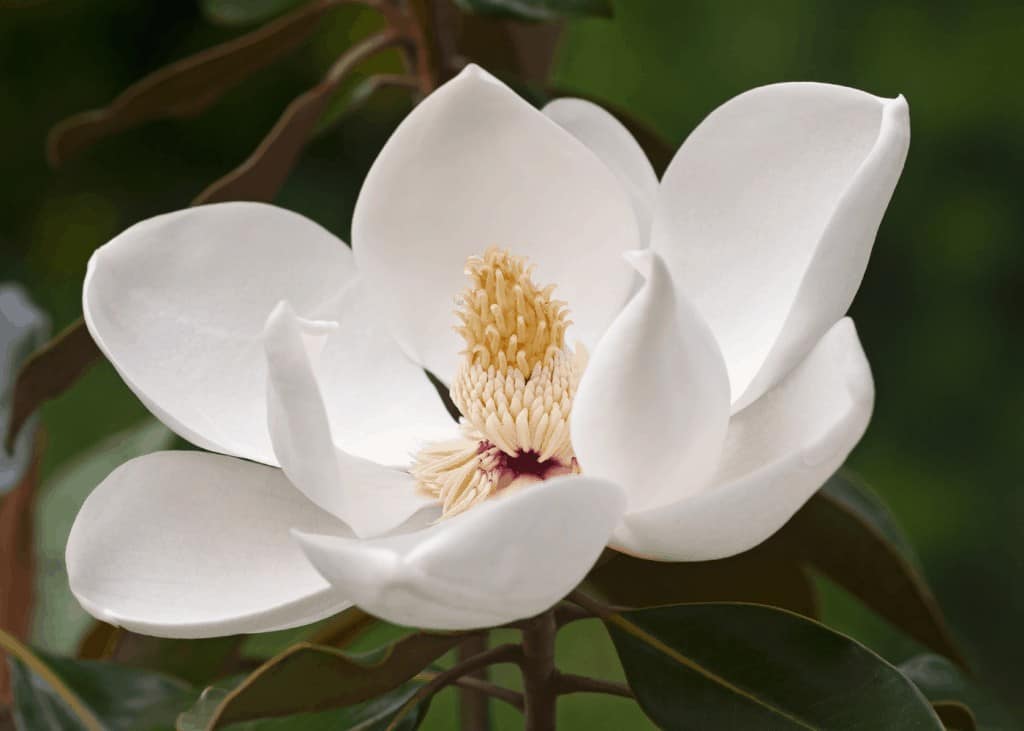Southern magnolia - magnolia grandiflora