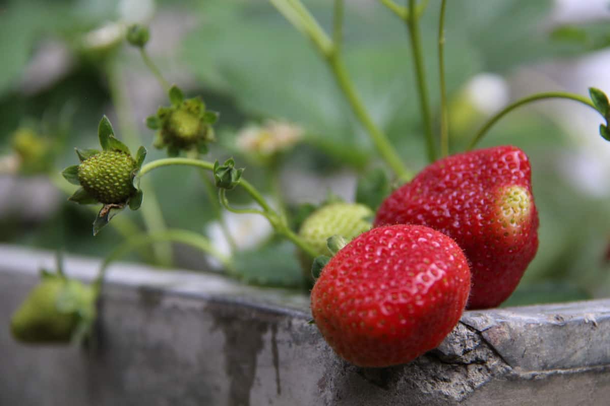 Strawberries growing and ripening in a concrete container in june