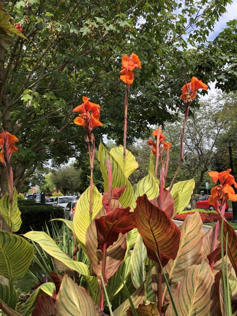 Tall varigated canna lily plants