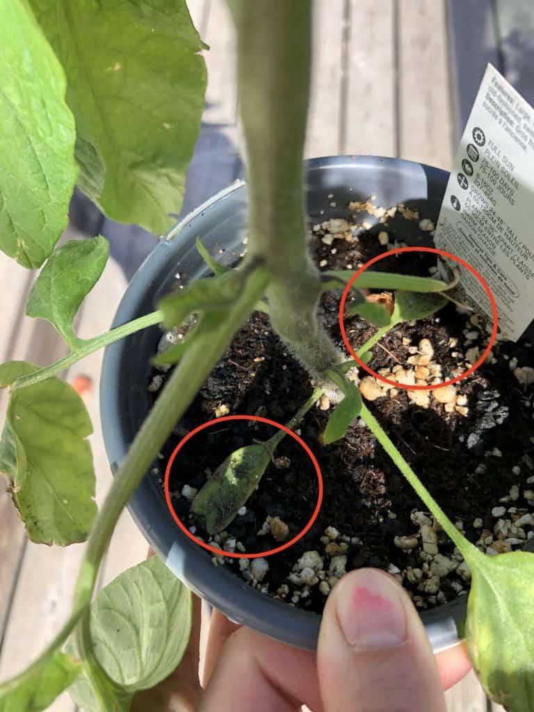 Cotyledons and true leaves on large tomato seedling plant