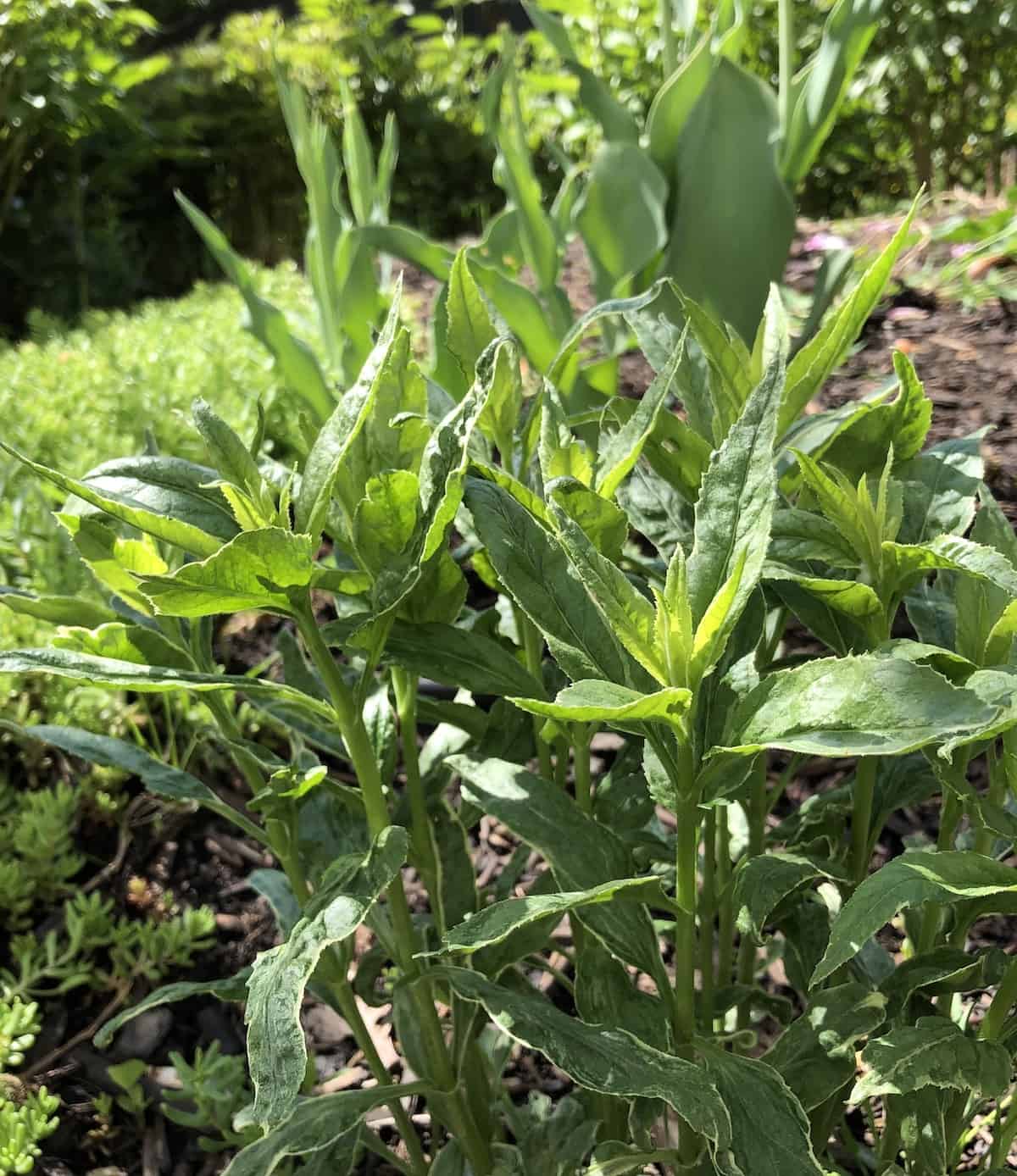 Veronica speedwell foliage in may before blooming with tulips behind it