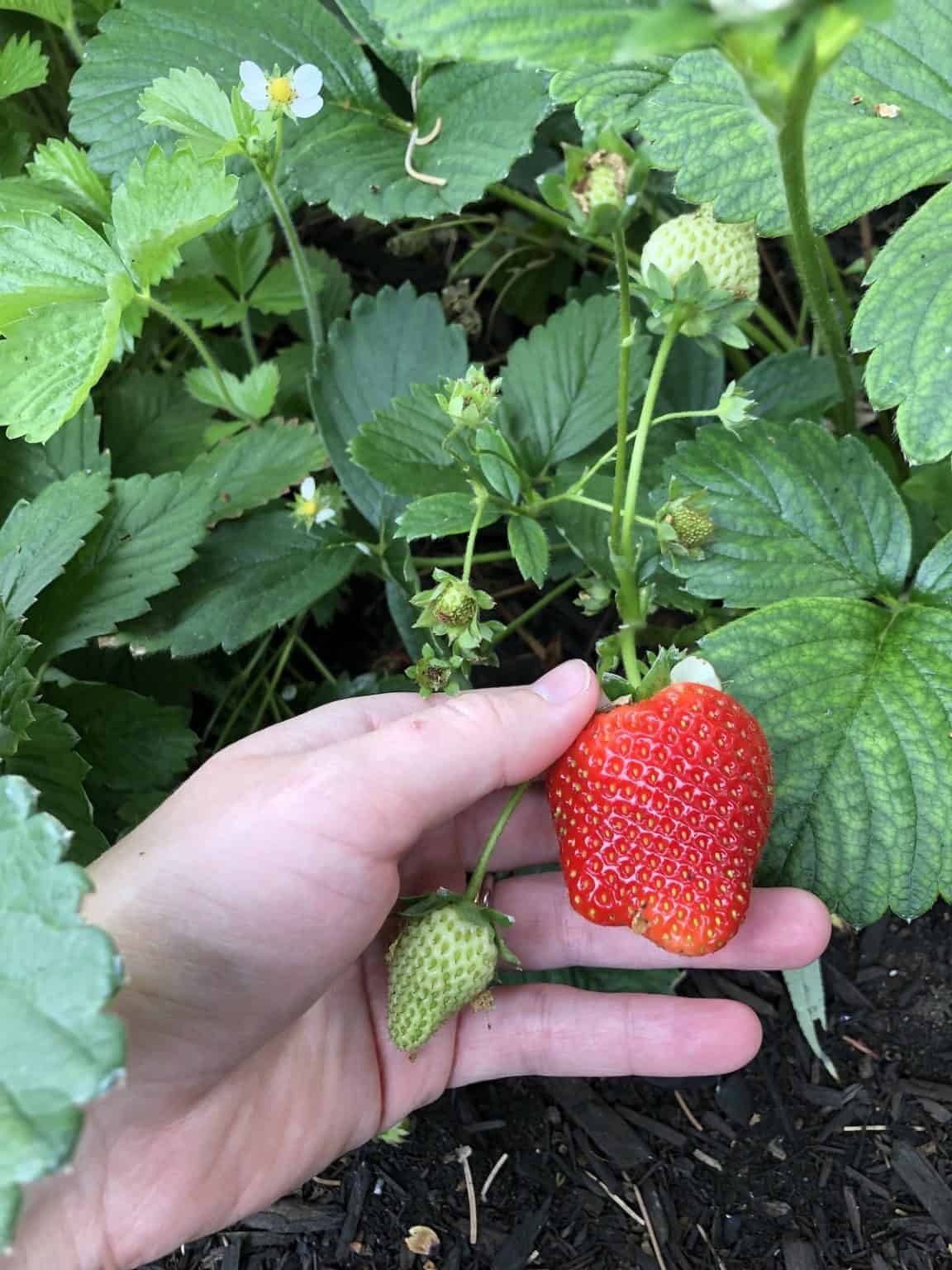 When are strawberries in season? 🍓 📅 Discover the peak time for freshness