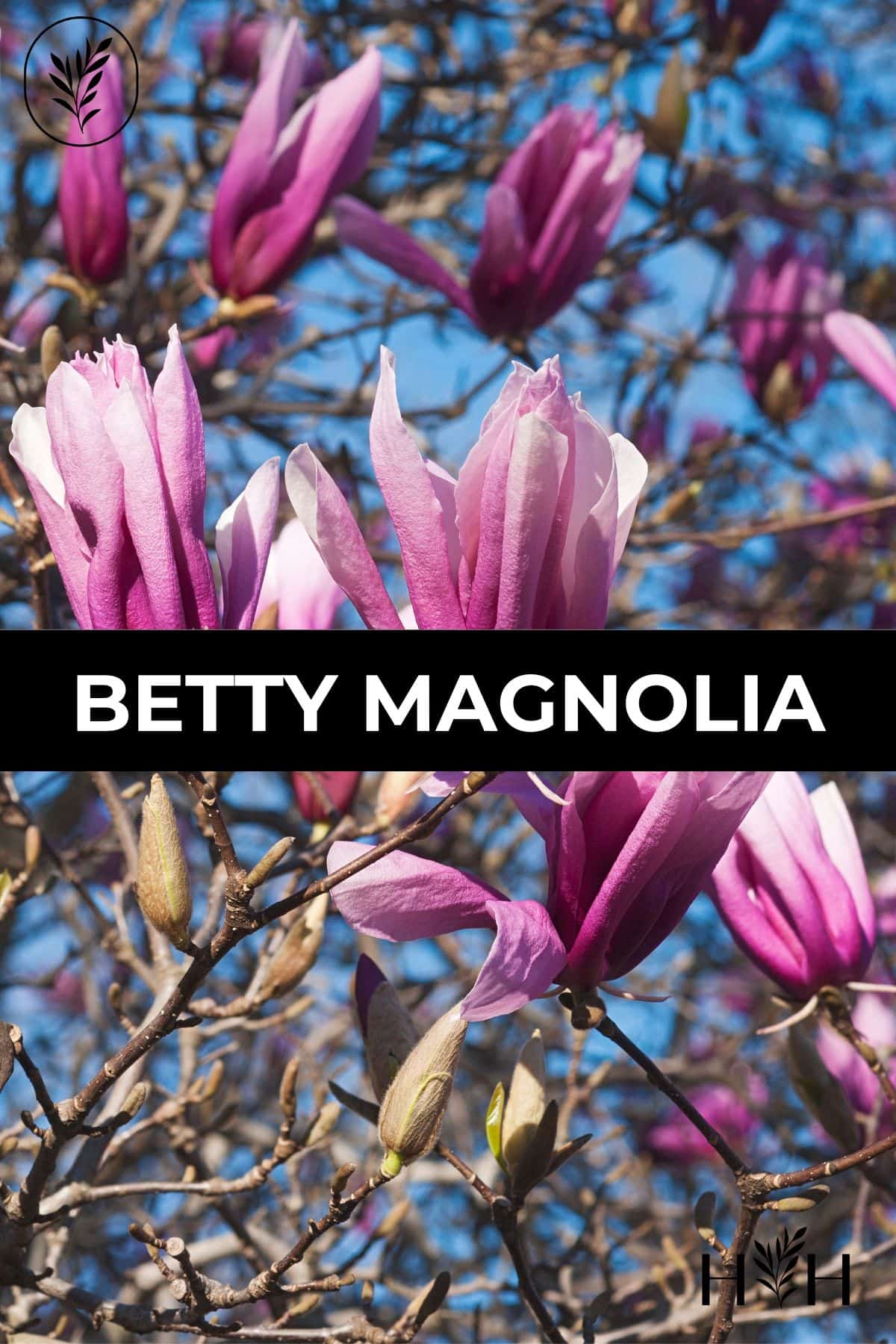 Betty magnolia via @home4theharvest