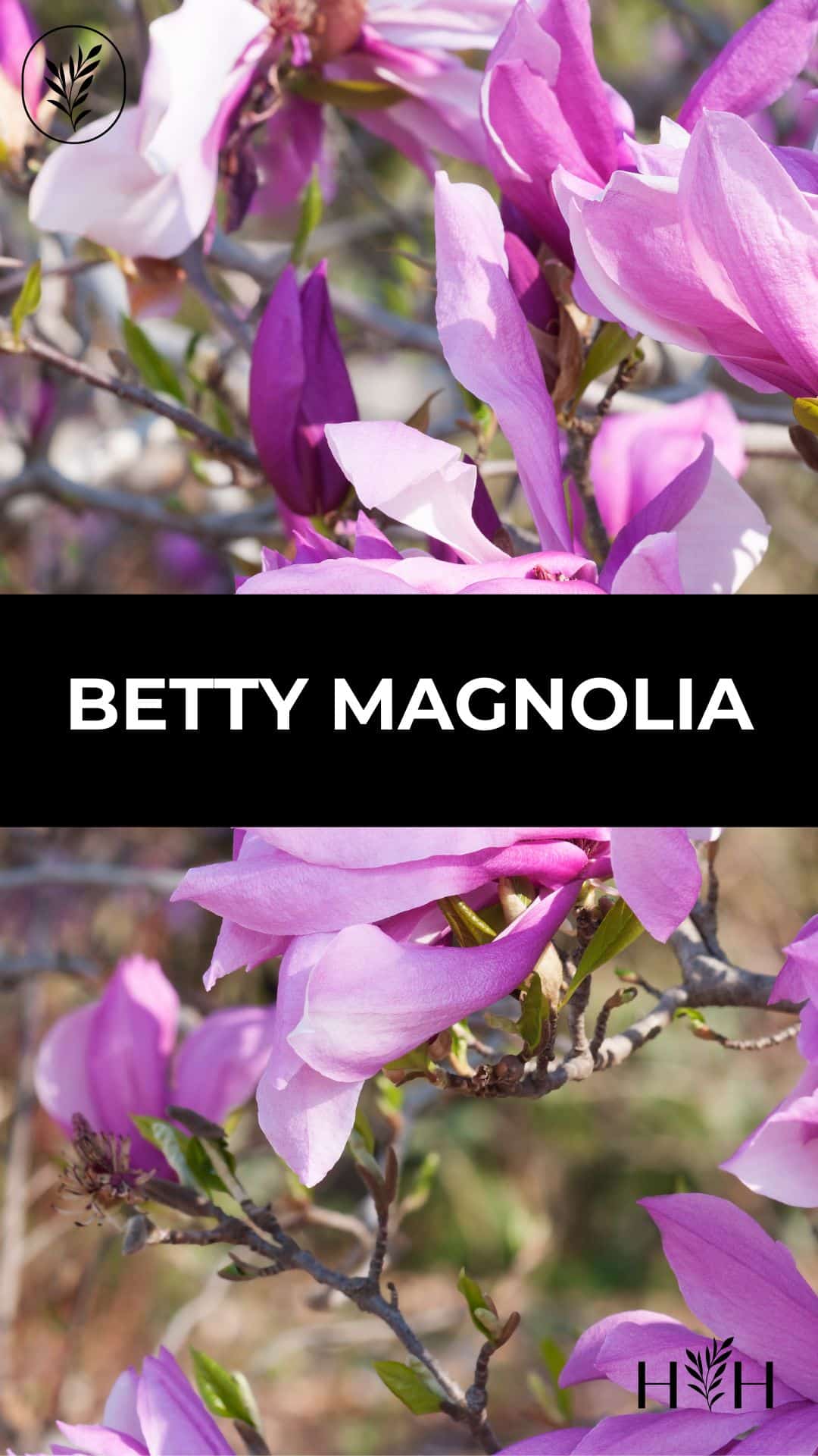 Betty magnolia via @home4theharvest
