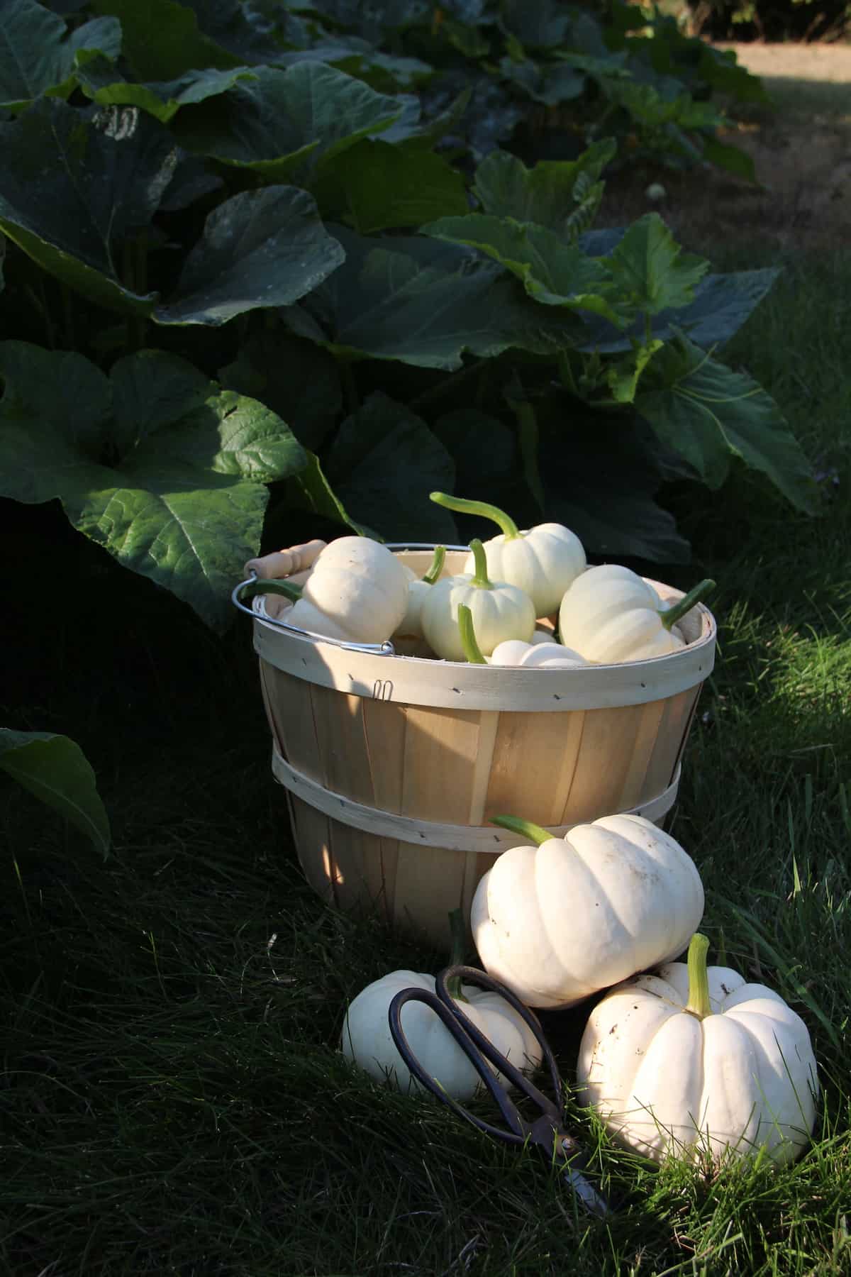 Bushel of white mini pumpkins in october