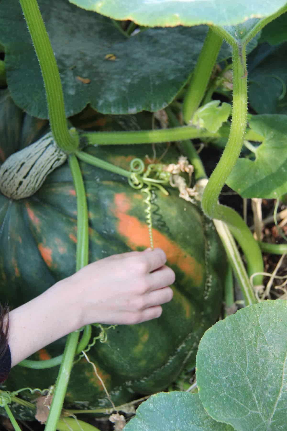Checking on the pumpkins in the garden