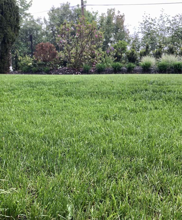 Green grass front lawn in the rain - spring lawn care
