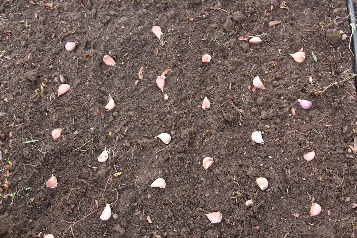 Laying out garlic for september planting
