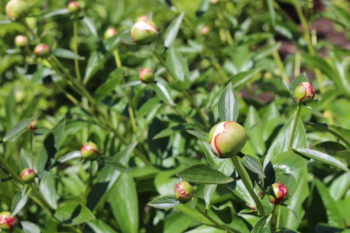 peony buds in early june before bloom