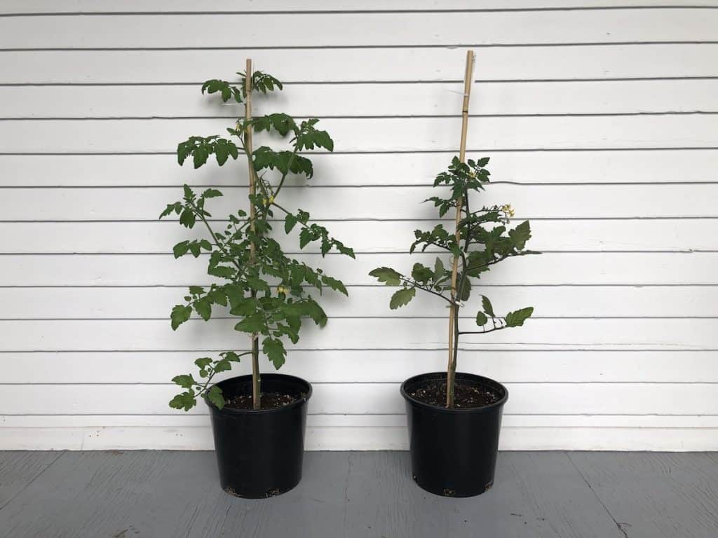 tomato seedlings in large pots on porch