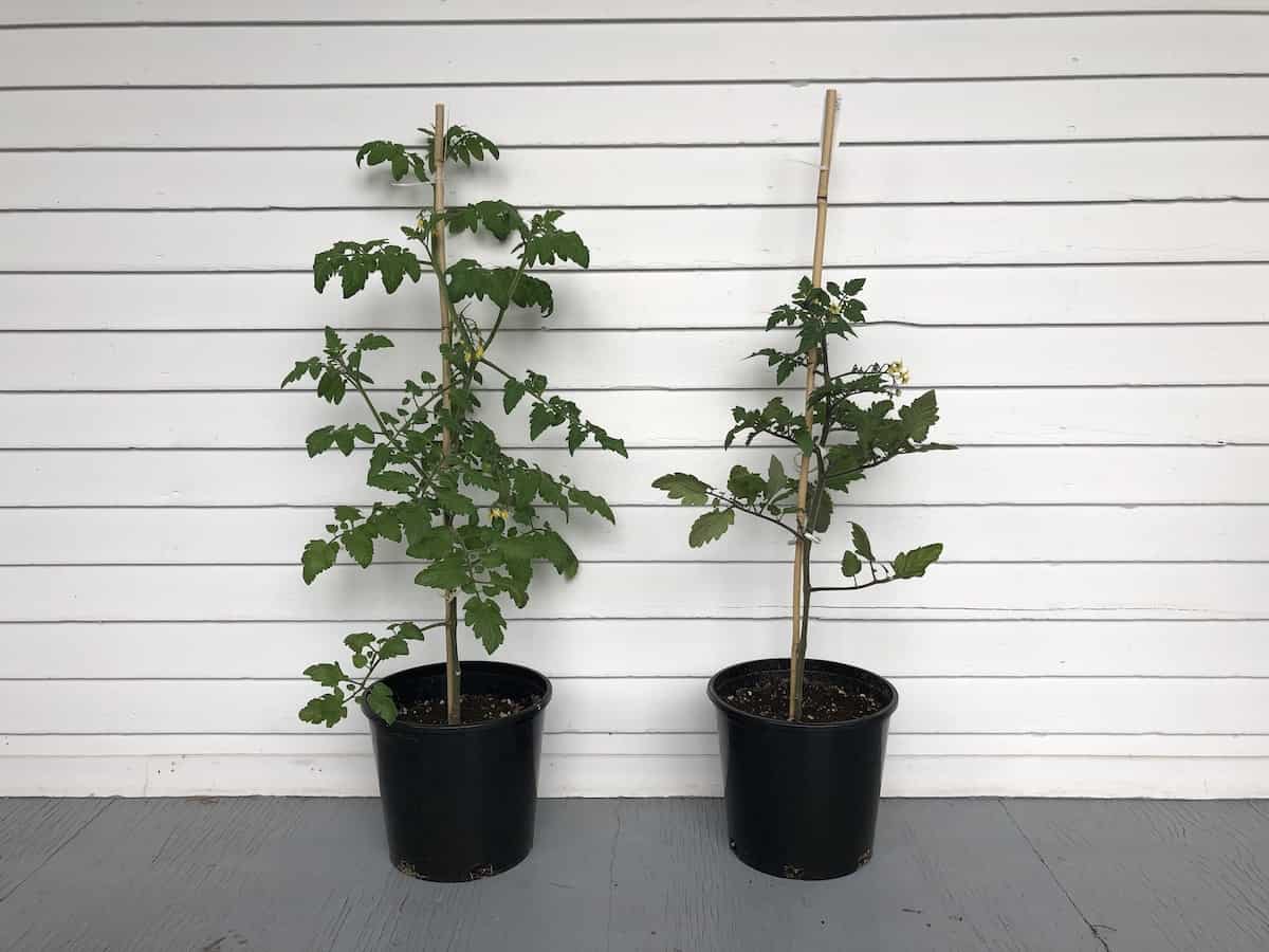 Tomato seedlings in large pots on porch