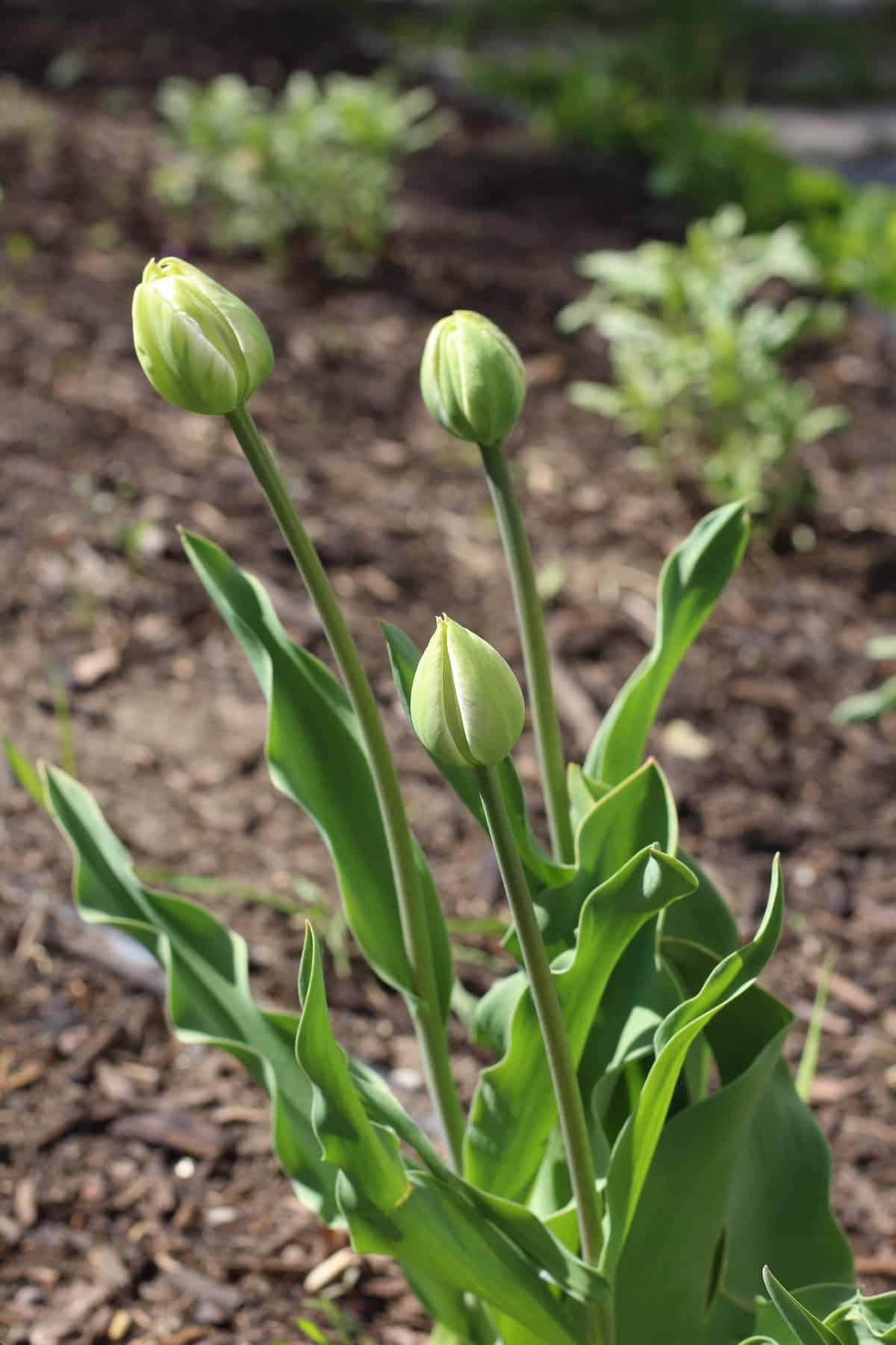 Tulip bulbs in the garden