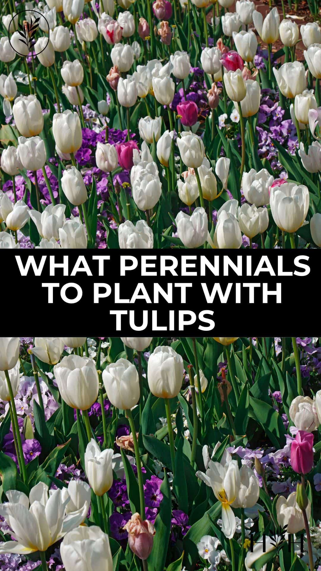 What perennials to plant with tulips via @home4theharvest