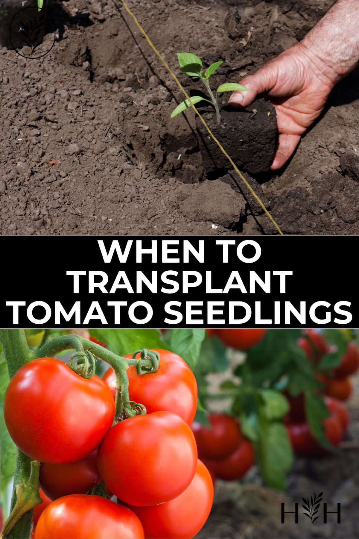 When to transplant tomato seedlings via @home4theharvest