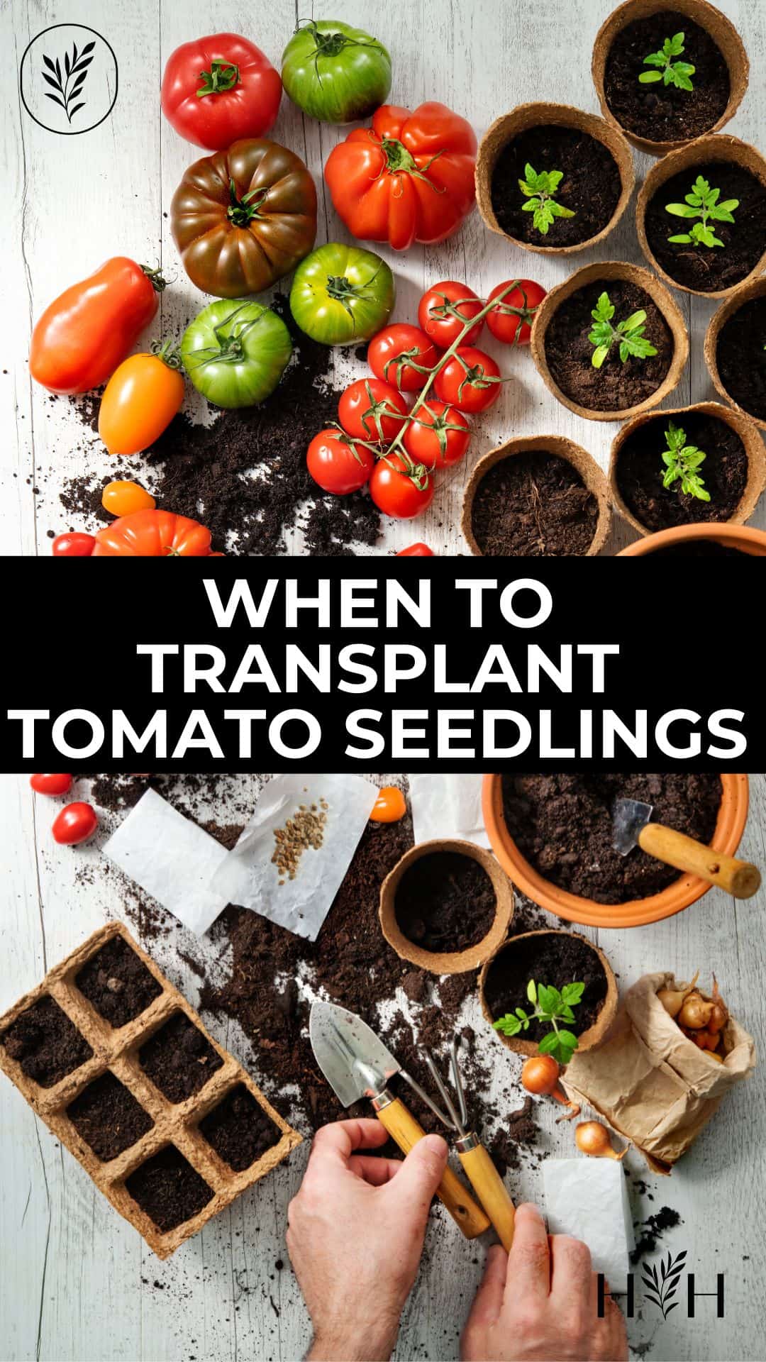 When to transplant tomato seedlings via @home4theharvest