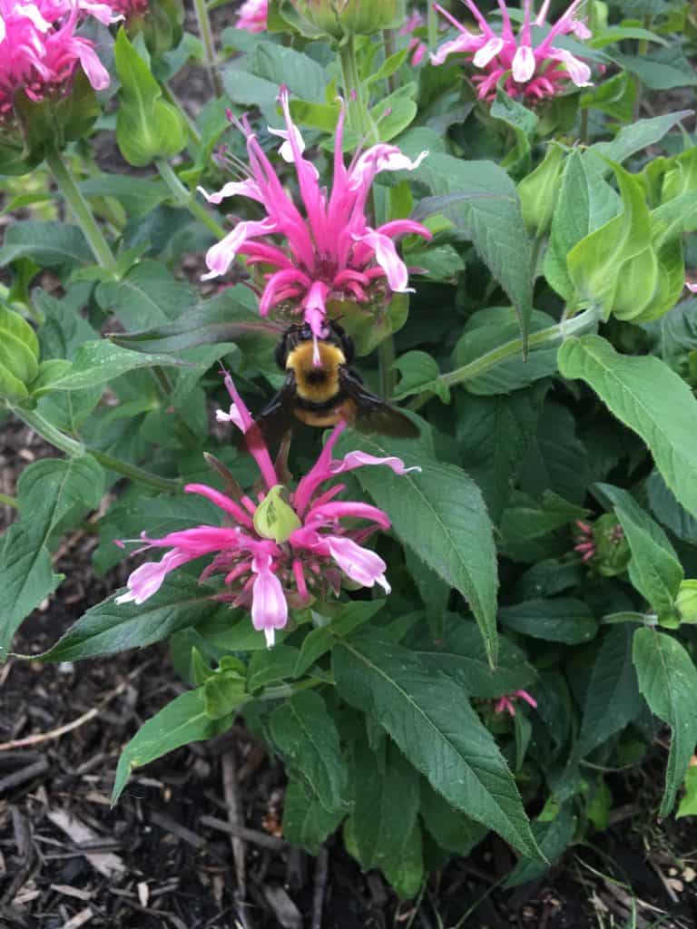 Bee balm in bloom with bumblebee on pink flower
