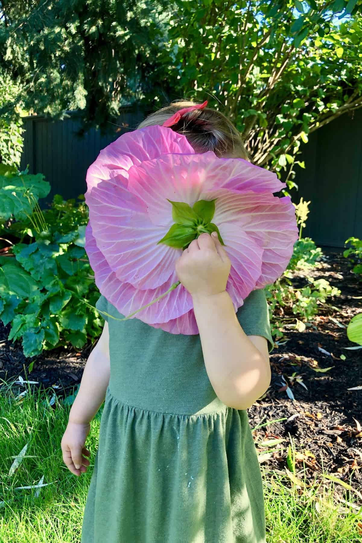 Child holding pink dinner plate hibiscus flower up to smell scent in garden