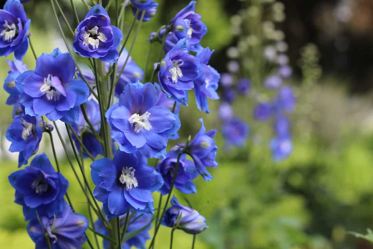Close up of blue bee delphinium flowers - cobalt dreams - new millennium