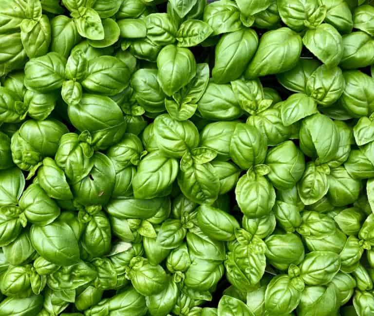 Culinary Herbs - Fresh Basil Leaves