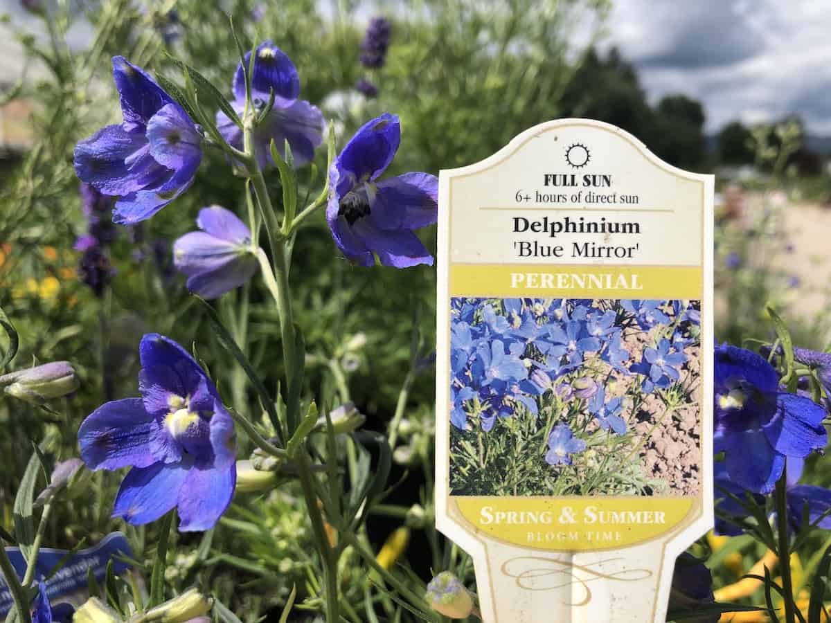 Delphinium blue mirror