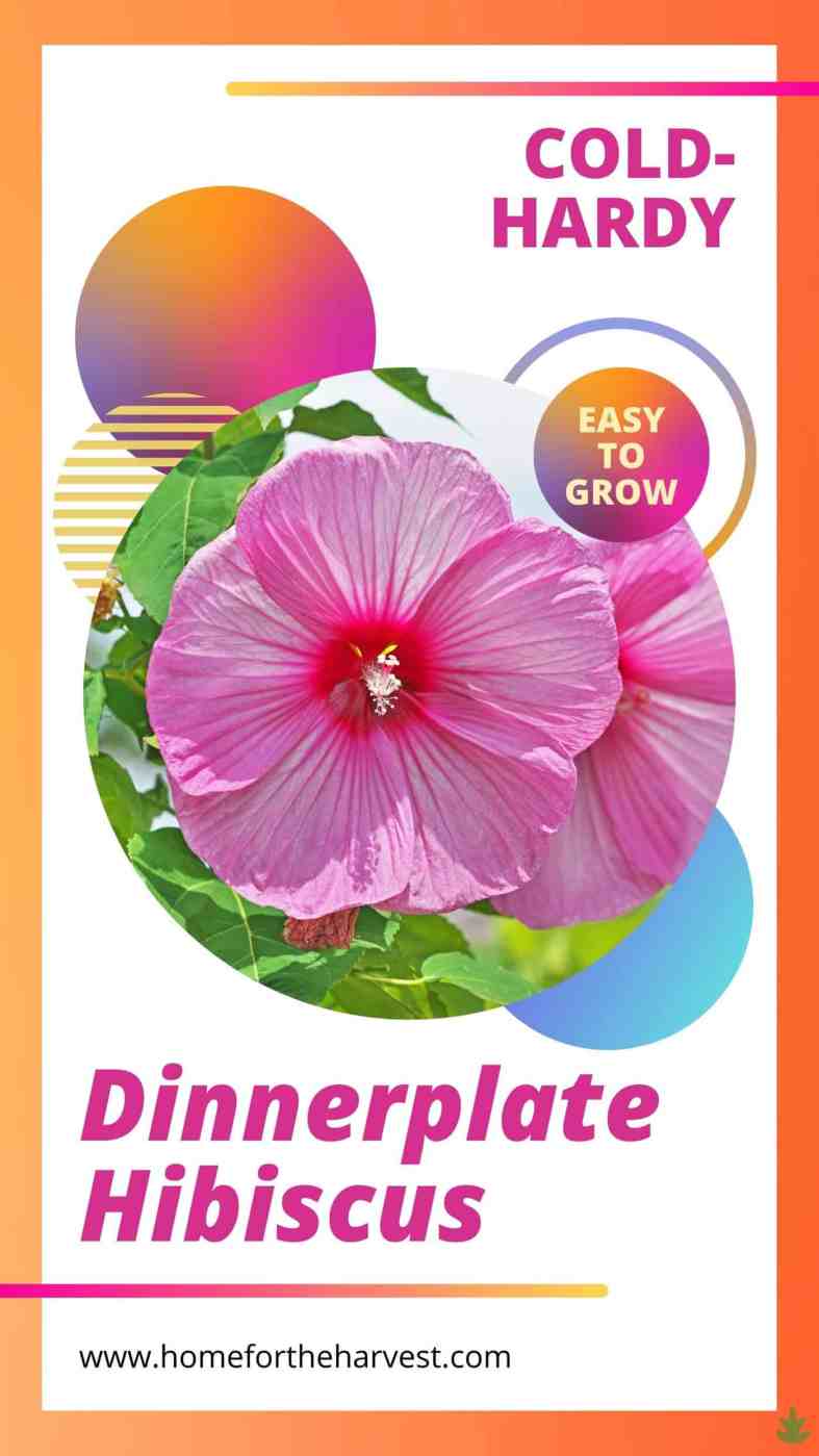 Dinner Plate Hibiscus Plant Care & Growing Guide